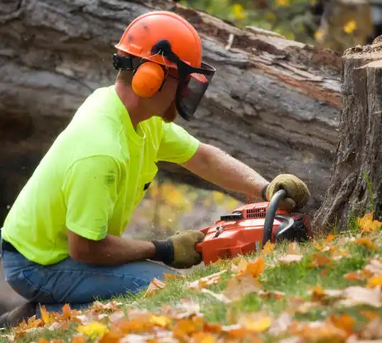 tree services Marvin